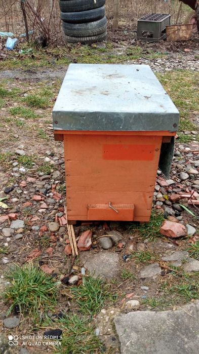 Familii de stupi+cuti+cat