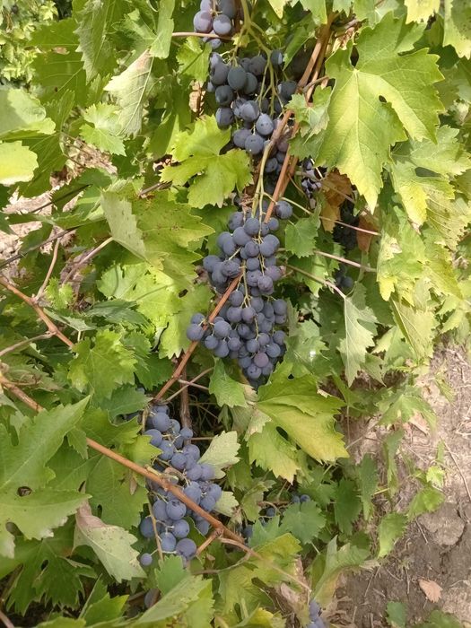 Struguri de vanzare