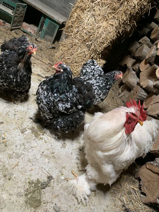 Oua de vanzare de Brahma si Cochin Urias