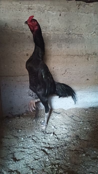 Хуроз сотилади..