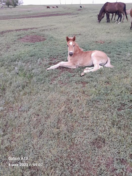 Продам лошадей жылкылар сатам