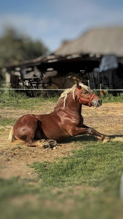 Vand Armasar Comtois de 4 pe 5 ani