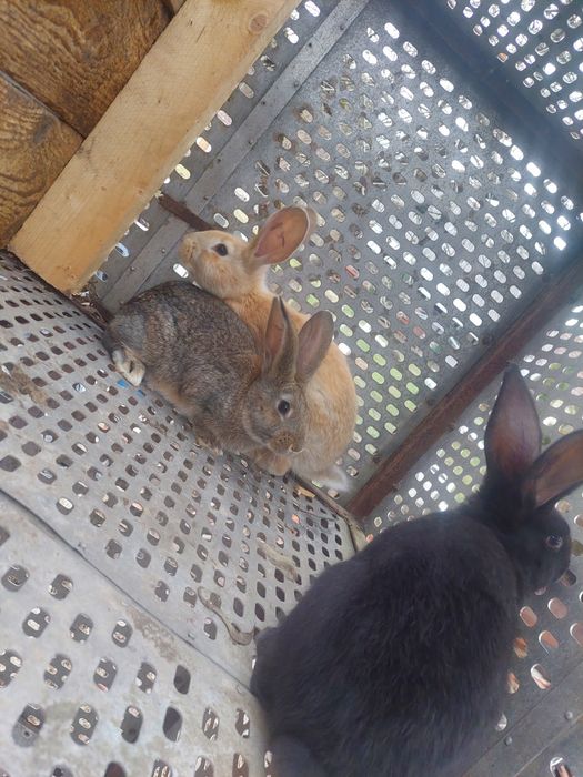 Vand iepuri diferite rase