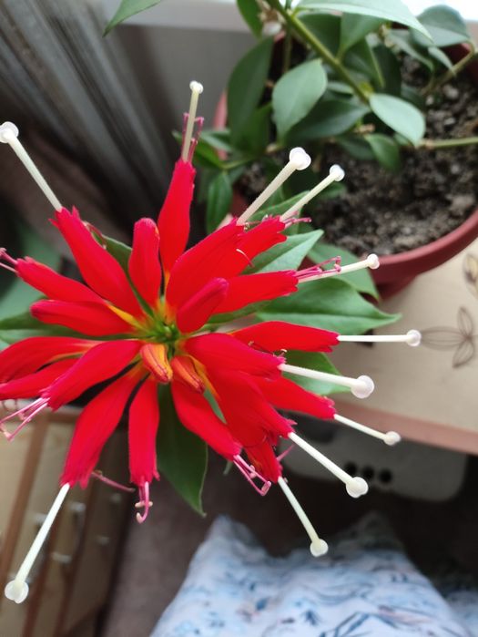 Эсхинантус- поцелуйчик.