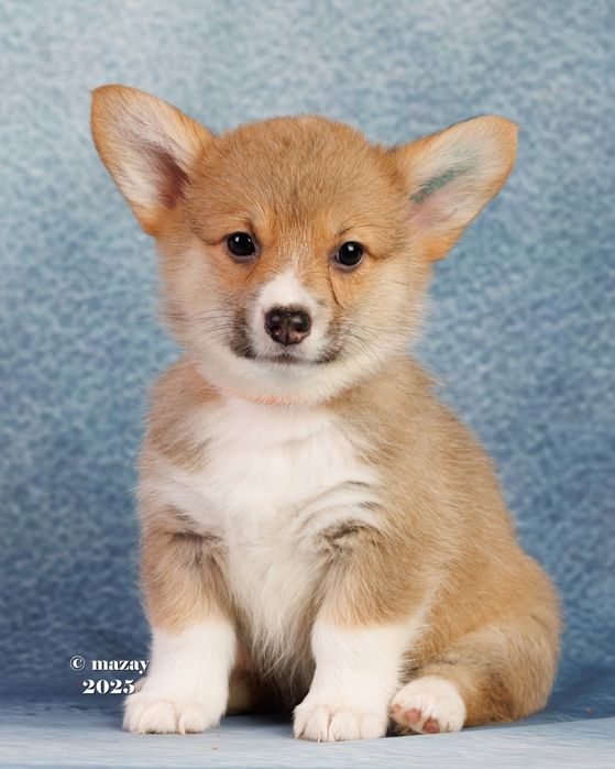 Шикарные щенки Корги.