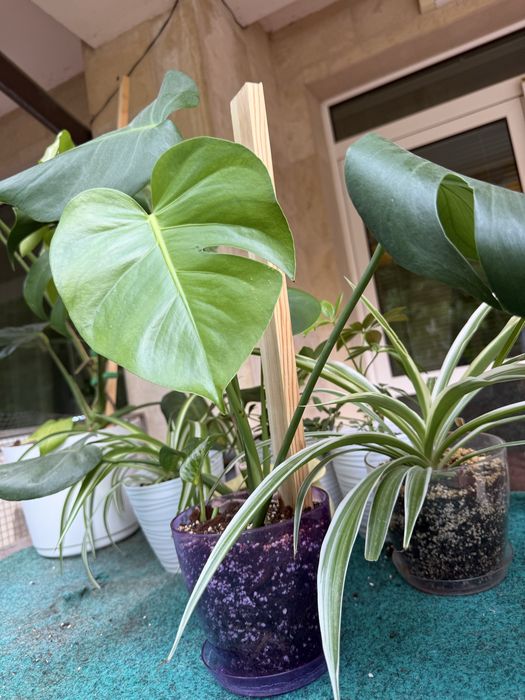 Monstera deliciosa