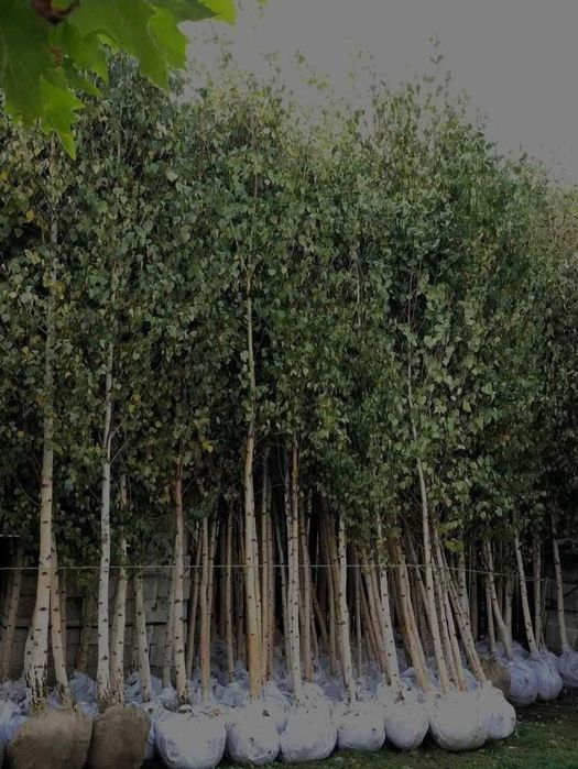 Arbori Ornamentali: Platan, Arțar, Carpen | Vedere Video Live