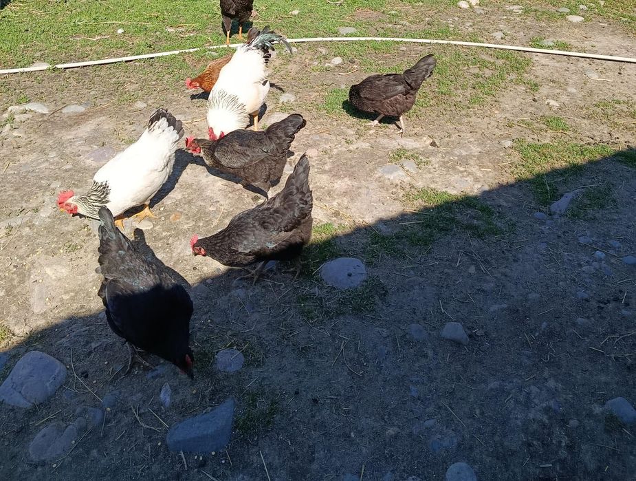 Цепляет продаётся