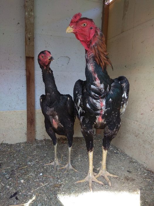 Dakan xuruz sotiladi 2ta yutgan