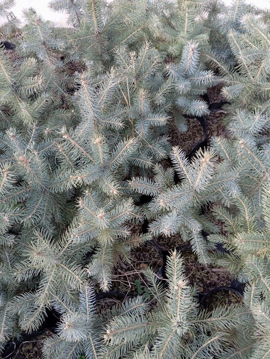 Голубой ел сорт Костер