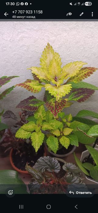 Комнатные растения