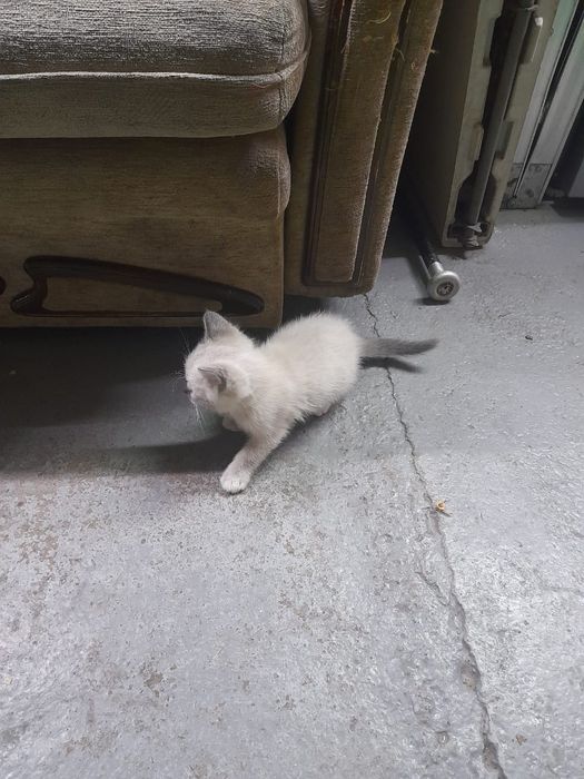 Котенка в добрые руки