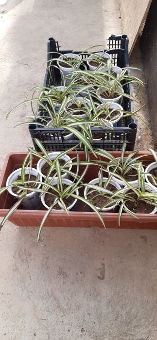 Цвете паяк в кофички