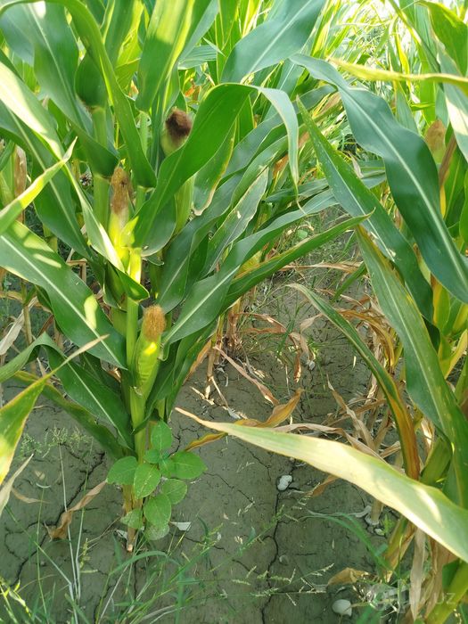 Silos sotiladi 650
