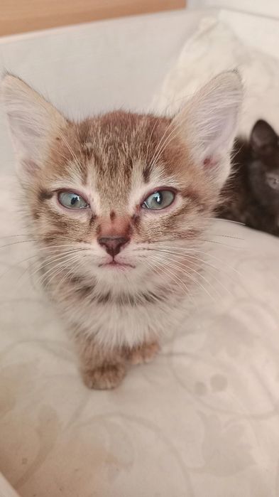 Отдам котят в хорошие руки