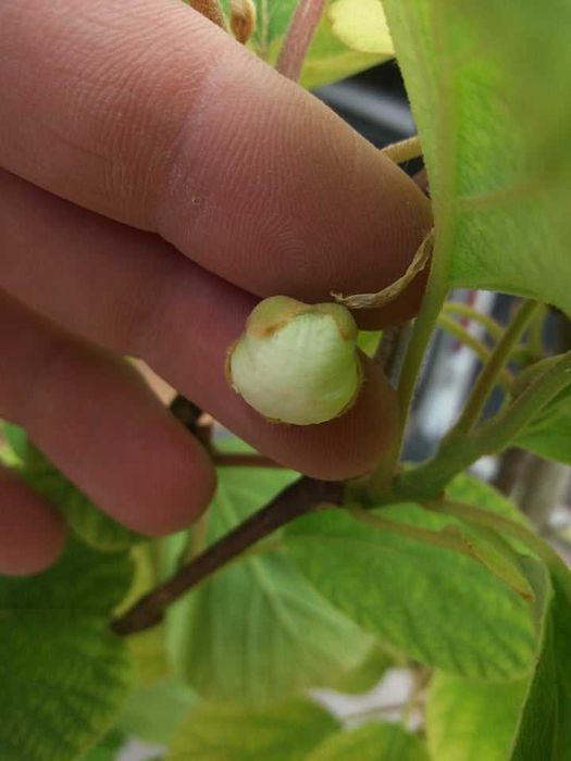 Киви Голд-Златно киви