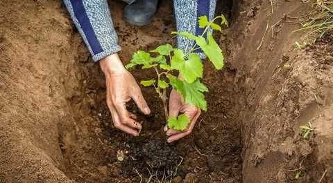 Свженцы  винограда ФАРАОН черный крупный хранится СемейУдобно забрать