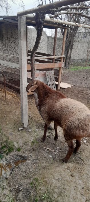 Yem yep turgan qoʻzi qoʻchqorlar sotiladi