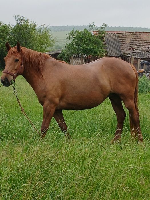 Iapă de 6 ani garantată sau schimb