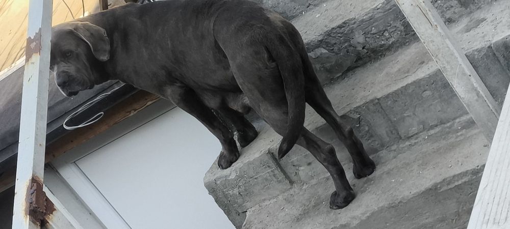 Кане Корсо / Сао Алабай