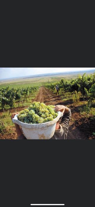 Struguri de vin toate soiurile feteasca regala galbena de Odobești ris