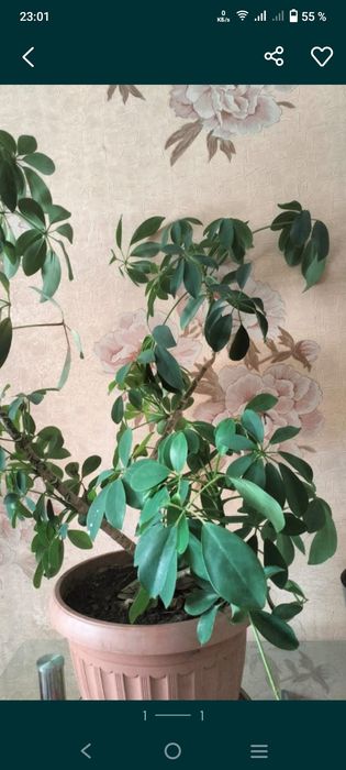 Шеффлера комнатное растение