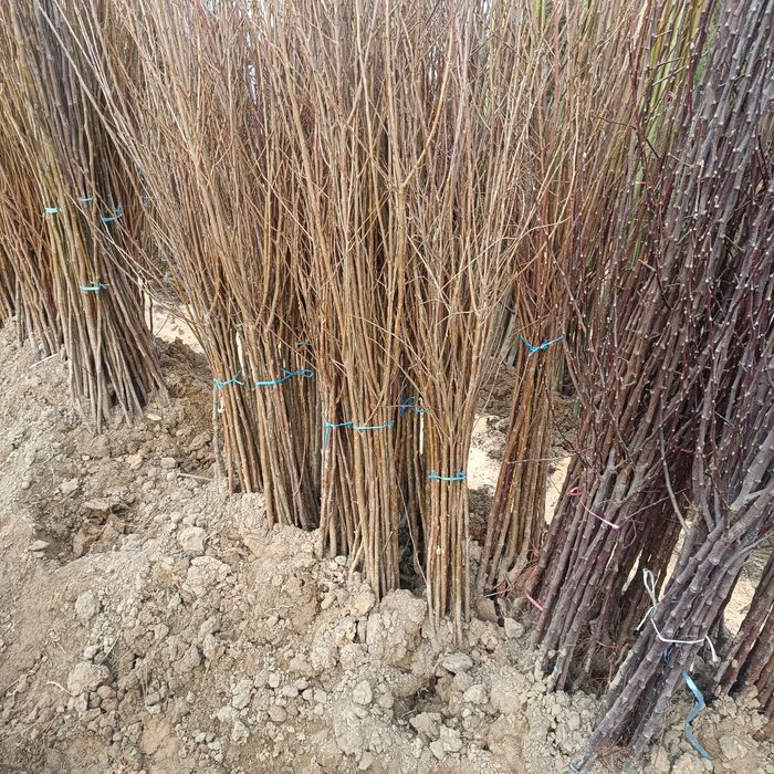 Ko'chatlar sotiladi mevali