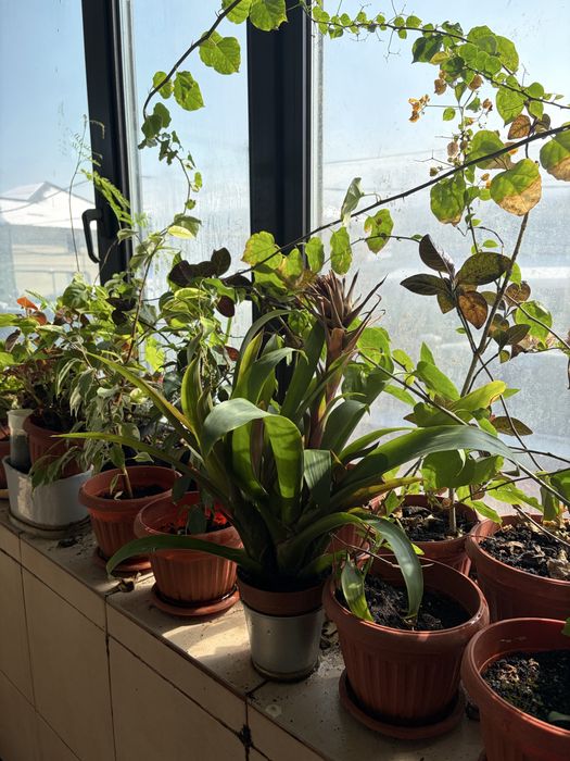 цветы комнатные разные