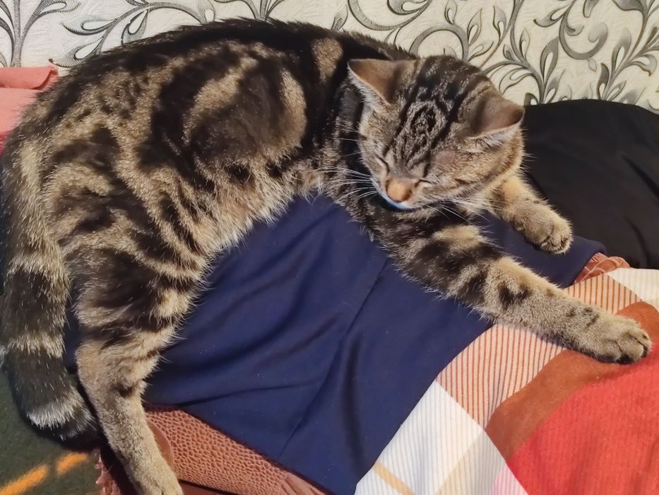 Британский Котик Ищет Дом