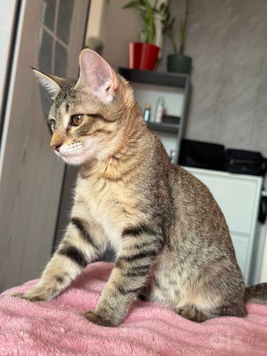 Кошечка с паспортом и прививками ищет свою семью, срочно и бесплатно!
