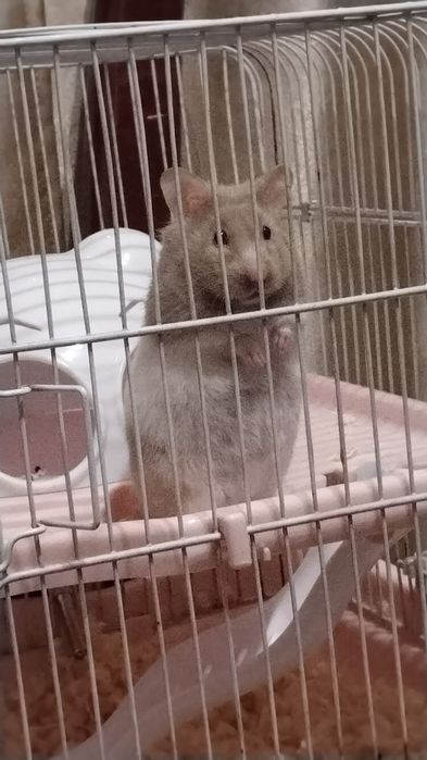 Продам хомячков срочно