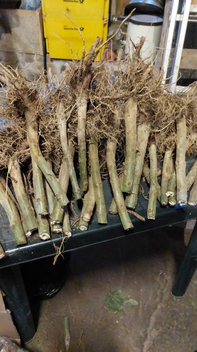 Paulownia Clona Carpatica Butasi Lemnificat