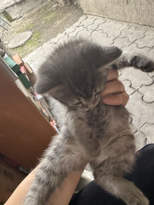 Отдам бесплатно котят
