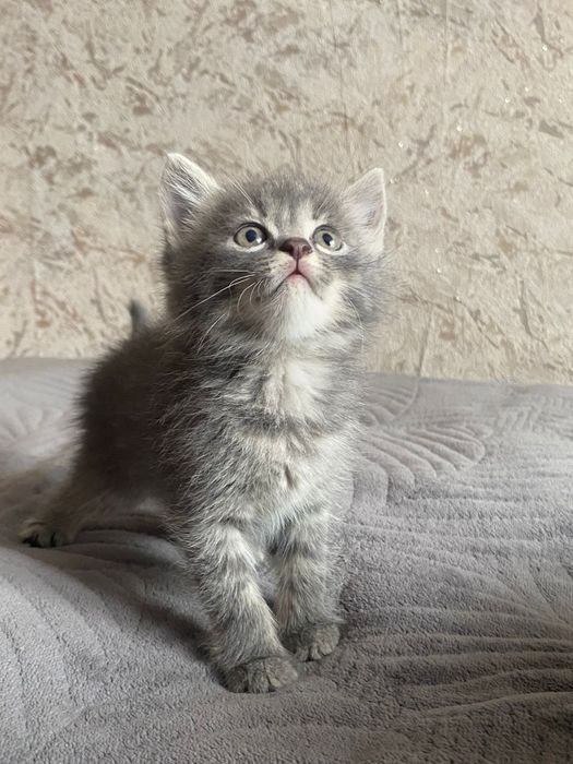 Котята бесплатно