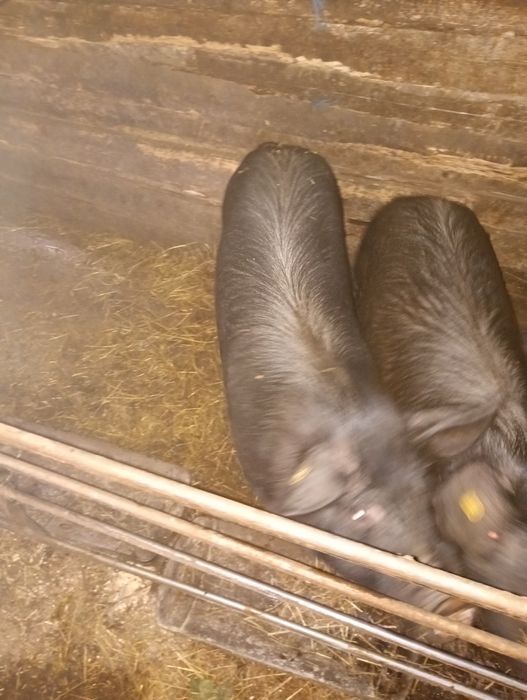 Găini gat golaș încălțate rasa mare