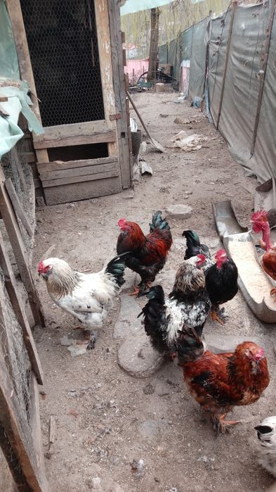 Cocosi tineri de vanzare