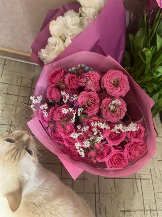 Срочно продам дёшево цветы