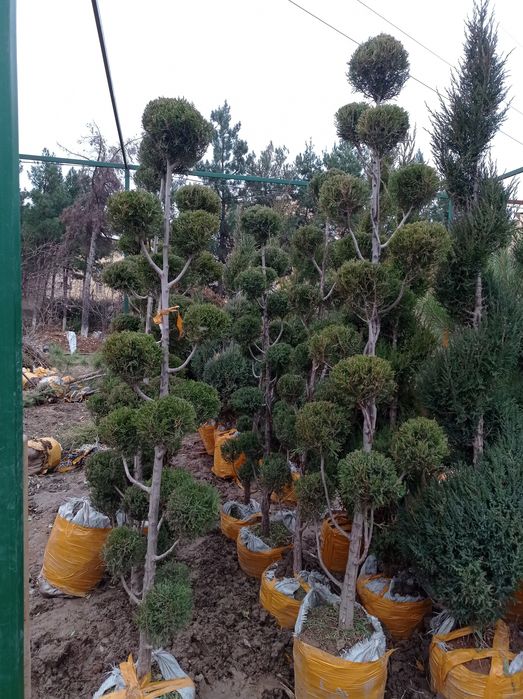 Арча хархил турдаги