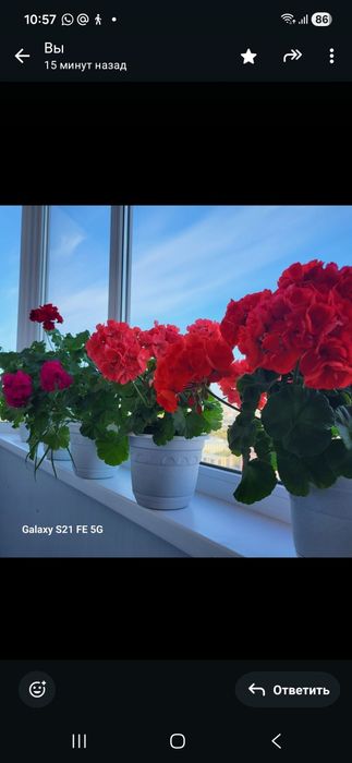 Продам черенки пеларгонии