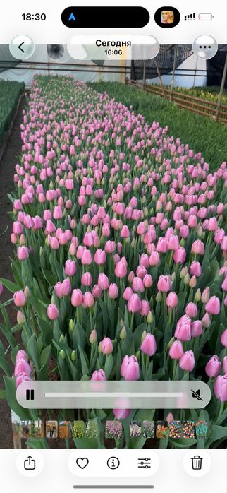 Тюльпаны свежие с теплицы