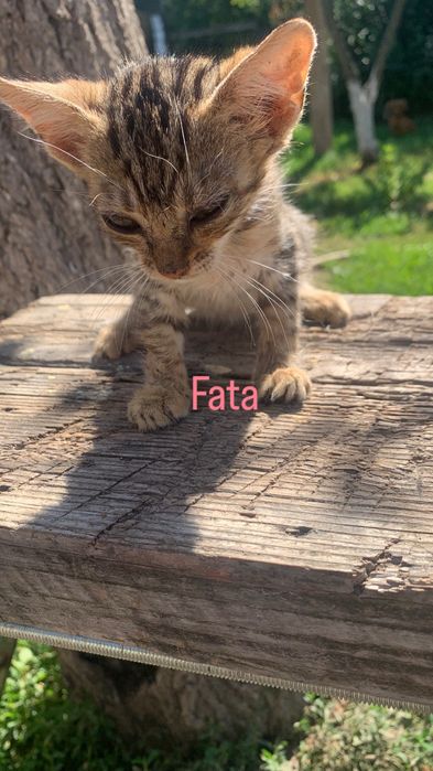 Pisici pentru adoptie