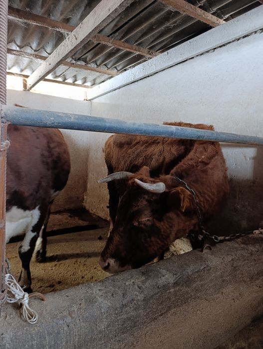 Продаю стельных  коров