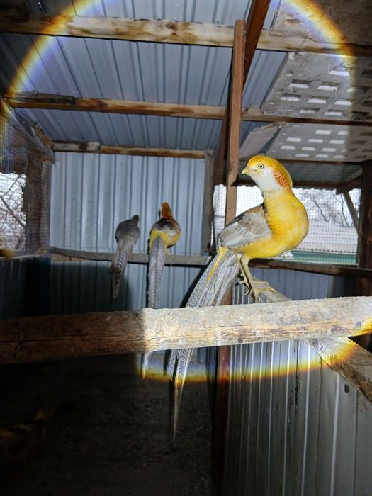 Лимонные фазаны.