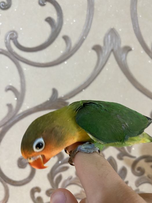 Ruchnoy papugay sotiladi