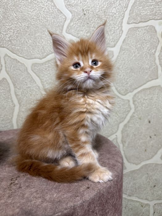 котята Мейнкуны из питомника