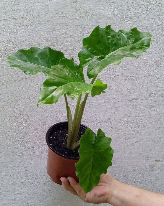 Алоказия Лоу Райдер (Alocasia Low Rider). Экзотические цветы для дома