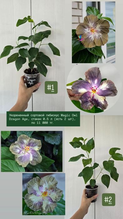 Сортовой гибискус,  китайская роза