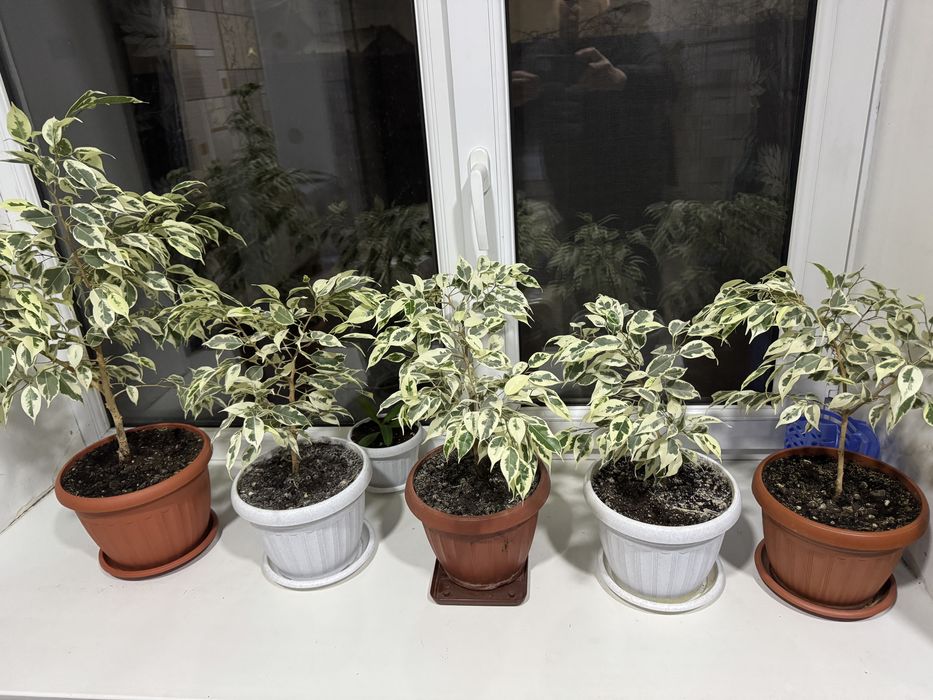 Цветок фикус Бенджамина