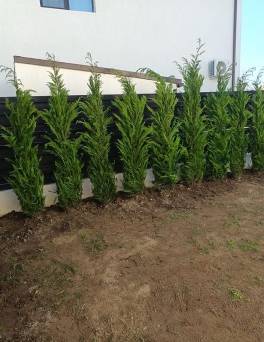 Leylandii chiparos verde gard viu vesnic 3m oriunde in tara