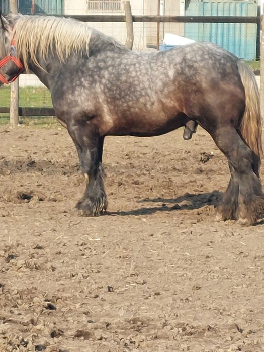 Vand armasar sur de 3 ani